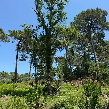 La Maison De La Foret * Biscarrosse
